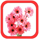 All Flowers Photo Frames | Indus Appstore | App Icon