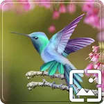 Birds Wallpapers Hd | Indus Appstore | App Icon