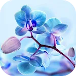 Orchid Live Wallpaper | Indus Appstore | App Icon