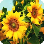 Sunflower Wallpaper | Indus Appstore | App Icon