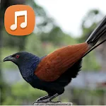 Greater Coucal Call Sounds | Indus Appstore | App Icon