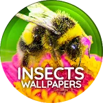 Wallpapers 4K with insects | Indus Appstore | App Icon