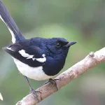 Oriental magpie robin sounds | Indus Appstore | App Icon