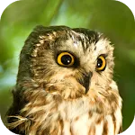 Owl Sounds | Indus Appstore | App Icon