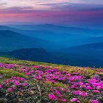 Mountain Flower Live Wallpaper | Indus Appstore | App Icon