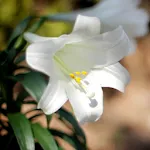 Easter Lilies Live Wallpaper | Indus Appstore | App Icon