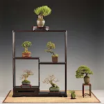 Bonsai Guide - Planting Techni | Indus Appstore | App Icon