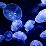 Jellyfish Live Wallpaper | Indus Appstore | App Icon