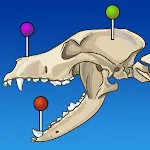 vet-Anatomy | Indus Appstore | App Icon