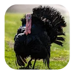 Turkey Sounds | Indus Appstore | App Icon