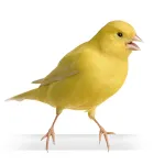 Canary bird sounds | Indus Appstore | App Icon