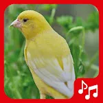 Canary Sounds. nice songs. | Indus Appstore | App Icon