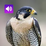 Peregrine Falcon: Sounds | Indus Appstore | App Icon