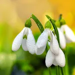 Spring Flowers Live Wallpaper | Indus Appstore | App Icon