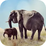 Elephant Sounds | Indus Appstore | App Icon