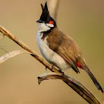 Red-whiskered bulbul | Indus Appstore | App Icon