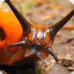 Terrestrial Mollusc Key | Indus Appstore | App Icon