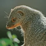 Mongoose Sounds | Indus Appstore | App Icon