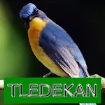 Master Kicau Tledekan/Sulingan | Indus Appstore | App Icon