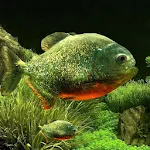 3D Fish Aquarium Wallpaper HD | Indus Appstore | App Icon