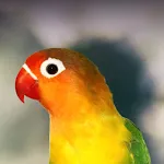 Lovebird sounds | Indus Appstore | App Icon