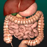 Internal Organs in 3D Anatomy | Indus Appstore | App Icon