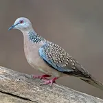 Spotted turtle dove Sounds | Indus Appstore | App Icon