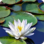 Water Garden Live Wallpaper | Indus Appstore | App Icon