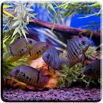 Aquarium Video Live Wallpaper | Indus Appstore | App Icon