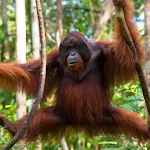 Orangutan sounds | Indus Appstore | App Icon