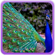 Peacock Wallpaper Galleryapp icon