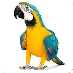 Bird Sounds | Indus Appstore | App Icon