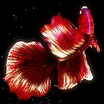 BETTA 120HZ | Indus Appstore | App Icon