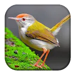 Tailorbird Sounds | Indus Appstore | App Icon