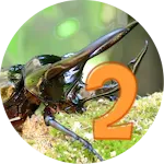 Insect Catching 2 | Indus Appstore | App Icon