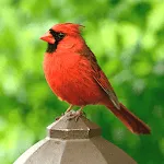 Cardinal Bird Sounds | Indus Appstore | App Icon