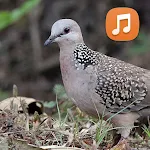 Spotted Dove Sounds HD | Indus Appstore | App Icon