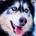 Husky dog Wallpaper HD Themes | Indus Appstore | App Icon