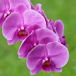 Orchids Live Wallpaper | Indus Appstore | App Icon