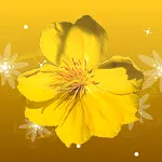 Mai Flower Live Wallpaper | Indus Appstore | App Icon