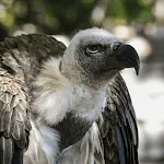 Vulture Sounds | Indus Appstore | App Icon