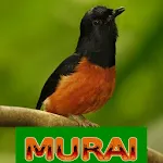 Master Kicau Murai | Indus Appstore | App Icon