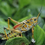 Crickets Sounds | Indus Appstore | App Icon