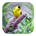 Goldfinch Sounds | Indus Appstore | App Icon