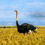 Ostrich and Emu Sounds | Indus Appstore | App Icon