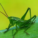 Grasshopper sounds | Indus Appstore | App Icon