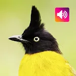 Black-crested bulbul Bird | Indus Appstore | App Icon