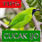 Tips Perawatan Cucak Ijo | Indus Appstore | App Icon