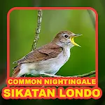 Kicau Burung: Sikatan Londo | Indus Appstore | App Icon