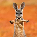 Wallpaper Kangaroo | Indus Appstore | App Icon